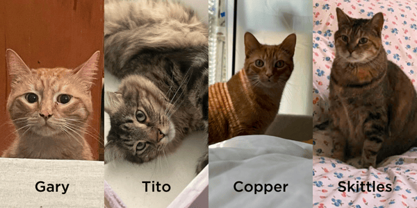 Claires Cats