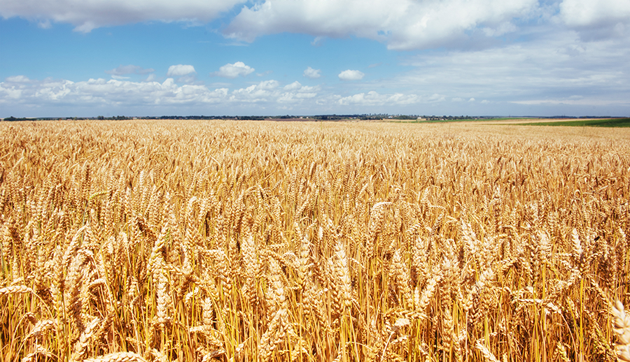 wheat field